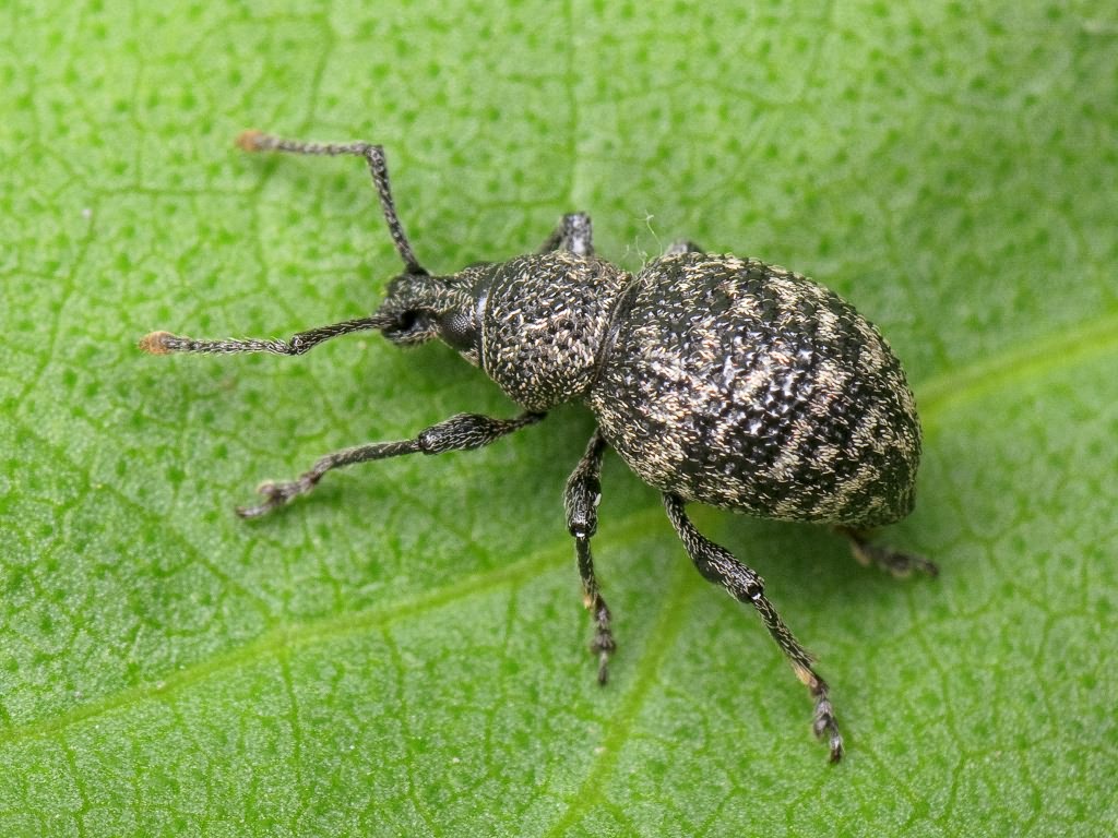 Otiorhynchus (Pseudocryphiphorus) chrysostictus (Gyllenhal, 1834)